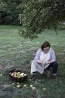 Woman sitting in orchard under apple tree next to brown wicker basket with freshly picked apples, peeling apple. — Stock Photo