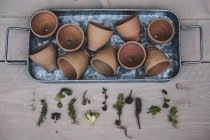 Vista superior da seleção de pequenas suculentas e vasos de terracota na bandeja de metal . — Fotografia de Stock