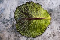 Nature morte d'une seule feuille de chou frais avec des couleurs rouges et vertes sur fond gris . — Photo de stock