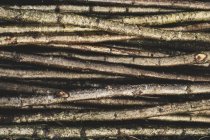 Close-up of bunch of wooden stakes used in traditional hedge building. — Stock Photo