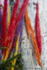 Close-up of colorful dyed wispy branches against grey wall. — Stock Photo