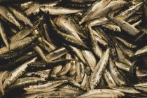 High angle close-up of fresh sardines at fish market stall. — Stock Photo