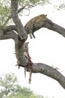 Жіночий Леопард і дитинча, лежачи на гілки дерев з здобиччю здобич — стокове фото