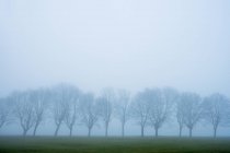 Paesaggio nebbioso con erba e gruppo di alberi . — Foto stock