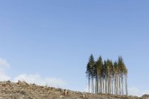 Paisagem de encosta aberta com troncos e troncos de abetos, cicutas e abetos contra o céu azul — Fotografia de Stock