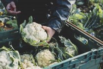 Close-up of person holding freshly harvested cauliflower. — Stock Photo