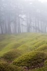 Terrain boisé brumeux avec des monticules d'herbe et des arbres en arrière-plan . — Photo de stock