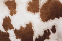 Primer plano de piel de vaca Guernsey roja y blanca piebald . - foto de stock