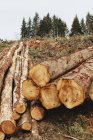 Freshly cut spruces, hemlocks and firs logs stacked in forest — Stock Photo