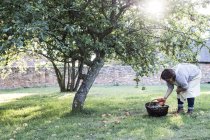 Woman in apron holding brown wicker basket, picking up windfall apples from ground. — Stock Photo