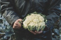 Midsection of person holding freshly harvested cauliflower. — Stock Photo
