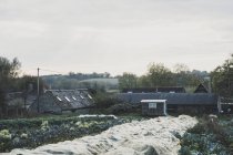 Vista sul campo in fattoria vegetale coperta di stoffa, edifici agricoli sullo sfondo . — Foto stock