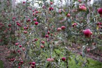 Apfelbaum im Bio-Obstgarten im Herbst mit roten Früchten auf Ästen — Stockfoto