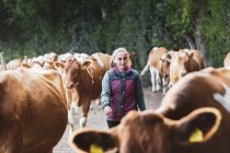 Jovem mulher dirigindo rebanho de vacas Guernsey ao longo da estrada rural . — Fotografia de Stock