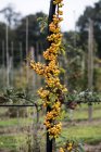 Cluster di bacche di malus giallo, piccole mele su albero nel frutteto nell'Oxfordshire, Inghilterra — Foto stock