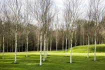 Весенний сад с белыми березовыми деревьями и бледными лунками в траве в Амершаме, Бакингхэмшир, Англия — стоковое фото