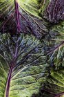 Still life of fresh green and red cabbage leaves. — Stock Photo