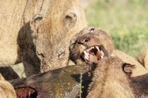 Löwen knurren und knurren einander an, während sie Gnus fressen — Stockfoto