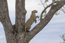 Leopardo em pé sobre as pernas traseiras na árvore e pulando contra o fundo do céu azul — Fotografia de Stock