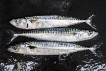 High angle close-up of three fresh mackerel fish on table. — Stock Photo