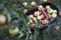 Vista ad alto angolo di mele appena raccolte nel cestino di vimini marrone . — Foto stock