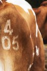 Gros plan de la marque numéro 405 sur la vache de Guernesey . — Photo de stock