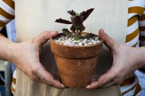 Close-up of person hands holding terracotta pot with succulent. — Stock Photo