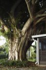 Grand tronc d'arbre et feuillage dense poussant près du porche de la maison de campagne . — Photo de stock