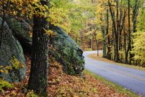 Дорога через осінній ліс з величезними каменями в лісі — стокове фото