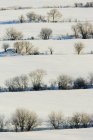 Сніговий пейзаж з рядами дерев у сільській місцевості — стокове фото