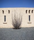 Adobe building and growing Ocotillo cactus — Stock Photo