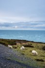 Sheep grazing on clifftop along coastline of Pembrokeshire National Park, Wales, UK. — Stock Photo