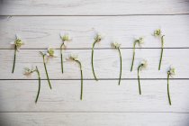 High angle view of bunch of snowdrops on white wooden table. — Stock Photo