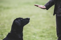 Hundetrainerin gibt schwarzem Labrador-Hund Handbefehl. — Stockfoto