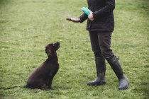 Person standing outdoors and giving hand command to Brown Spaniel dog. — Stock Photo