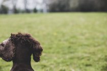 Rückansicht eines braunen Spaniel-Hundes, der im grünen Feld sitzt. — Stockfoto