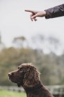Person standing outdoors and giving hand command to Brown Spaniel dog. — Stock Photo