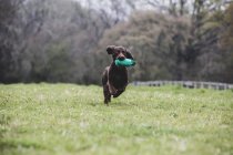 Brown Spaniel dog running across field and retrieving green toy. — Stock Photo