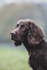 Nahaufnahme eines braunen Spaniel-Hundes, der auf einem Feld sitzt. — Stockfoto