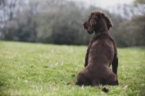 Rückansicht eines braunen Spaniel-Hundes, der im grünen Feld sitzt. — Stockfoto