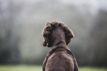 Rear view of brown Spaniel dog sitting in green field. — Stock Photo