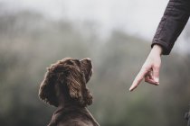 Person steht im Freien und gibt dem braunen Spaniel-Hund das Handkommando. — Stockfoto
