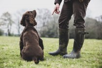 Entrenador de perros de pie al aire libre y dando la mano al perro español marrón . - foto de stock