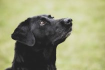 Nahaufnahme eines schwarzen Labrador-Hundes, der im Freien aufblickt. — Stockfoto
