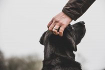 Close-up de pessoa mão acariciando preto Labrador cabeça de cão . — Fotografia de Stock