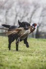 Black Labrador dog running across green field while retrieving pheasant. — Stock Photo