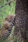 Леопард когтями ствол дерева, уши назад, глядя в сторону, Африка — стоковое фото