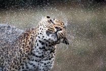 Leopard shaking water, droplets in air, eyes closed, Africa — Stock Photo