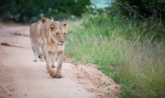 Левиця ходьба на піщану дорогу з гордістю, поглянувши, Африка — стокове фото