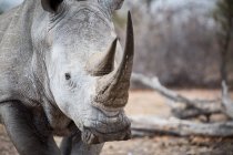 Primer plano del toro rinoceronte blanco de pie en reserva, mirando a cámara, África - foto de stock